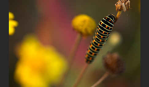 Schwalbenschwanz (Papilio machaon)