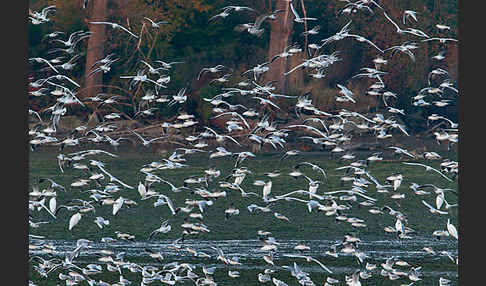 Lachmöwe (Larus ridibundus)