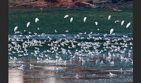 Lachmöwe (Larus ridibundus)