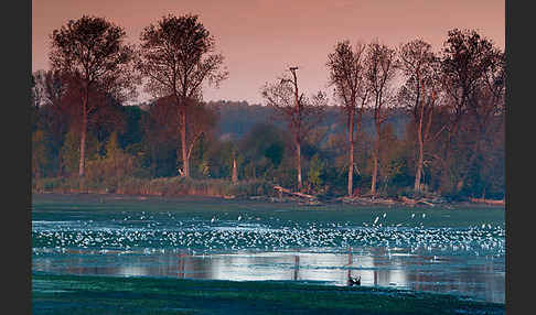 Lachmöwe (Larus ridibundus)