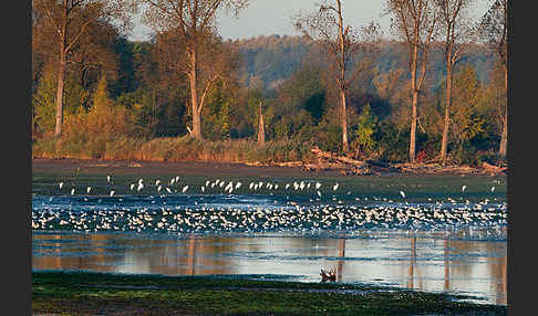 Lachmöwe (Larus ridibundus)