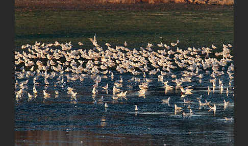 Lachmöwe (Larus ridibundus)