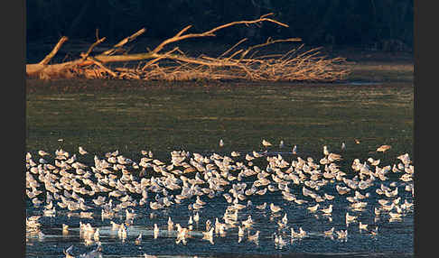 Lachmöwe (Larus ridibundus)