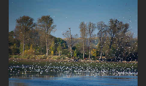 Lachmöwe (Larus ridibundus)