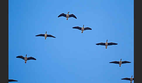 Tundrasaatgans (Anser fabalis rossicus)