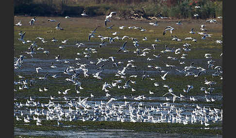 Lachmöwe (Larus ridibundus)