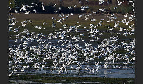 Lachmöwe (Larus ridibundus)