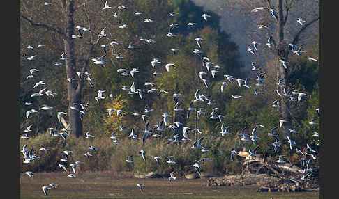 Lachmöwe (Larus ridibundus)