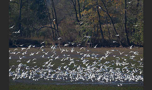 Lachmöwe (Larus ridibundus)