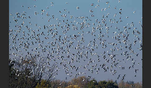 Lachmöwe (Larus ridibundus)