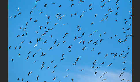 Lachmöwe (Larus ridibundus)