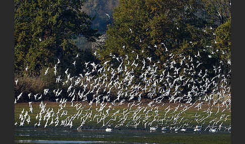 Lachmöwe (Larus ridibundus)