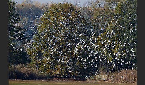 Lachmöwe (Larus ridibundus)