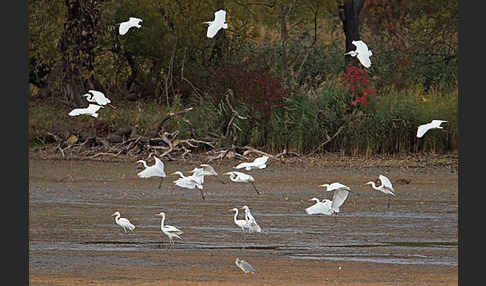 Silberreiher (Egretta alba)