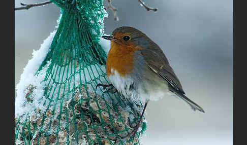 Rotkehlchen (Erithacus rubecula)