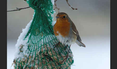 Rotkehlchen (Erithacus rubecula)