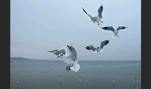 Lachmöwe (Larus ridibundus)