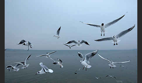 Lachmöwe (Larus ridibundus)