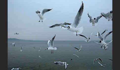 Lachmöwe (Larus ridibundus)