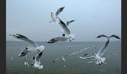 Lachmöwe (Larus ridibundus)