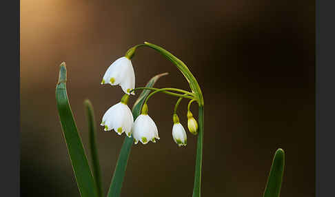 Sommer-Knotenblume (Leucojum aestivum)