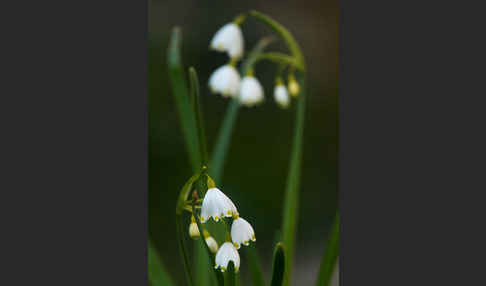 Sommer-Knotenblume (Leucojum aestivum)