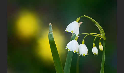 Sommer-Knotenblume (Leucojum aestivum)