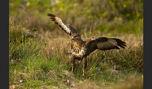 Mäusebussard (Buteo buteo)