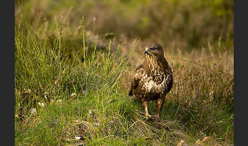 Mäusebussard (Buteo buteo)