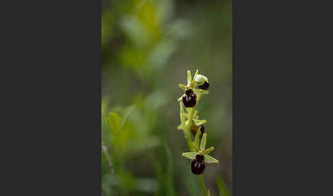 Spinnen-Ragwurz (Ophrys sphegodes)