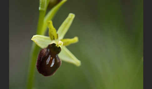 Spinnen-Ragwurz (Ophrys sphegodes)