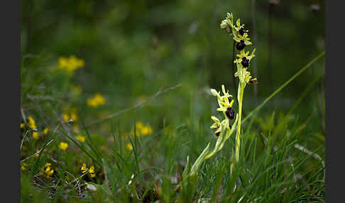 Spinnen-Ragwurz (Ophrys sphegodes)