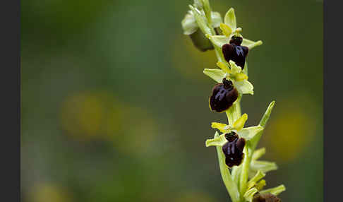 Spinnen-Ragwurz (Ophrys sphegodes)