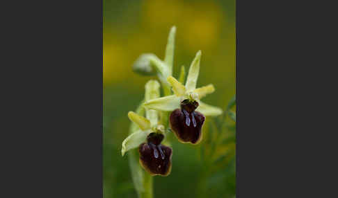 Spinnen-Ragwurz (Ophrys sphegodes)