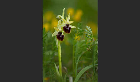 Spinnen-Ragwurz (Ophrys sphegodes)