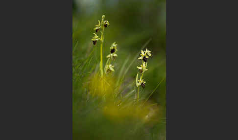 Spinnen-Ragwurz (Ophrys sphegodes)