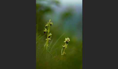 Spinnen-Ragwurz (Ophrys sphegodes)