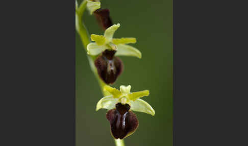 Spinnen-Ragwurz (Ophrys sphegodes)