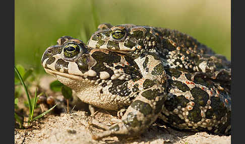 Wechselkröte (Bufo viridis)