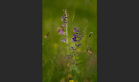 Wiesen-Salbei (Salvia pratensis)