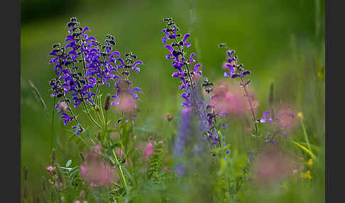 Wiesen-Salbei (Salvia pratensis)