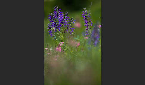 Wiesen-Salbei (Salvia pratensis)