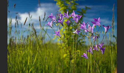 Wiesen-Glockenblume (Campanula patula)