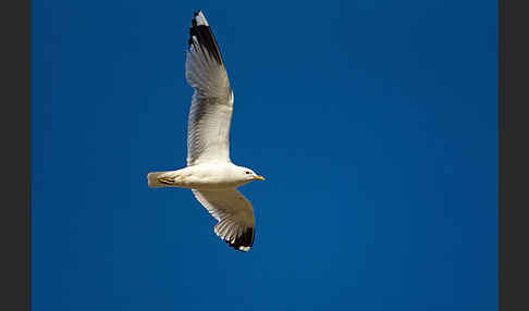 Sturmmöwe (Larus canus)