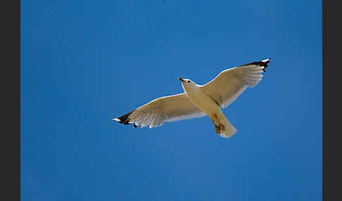 Sturmmöwe (Larus canus)