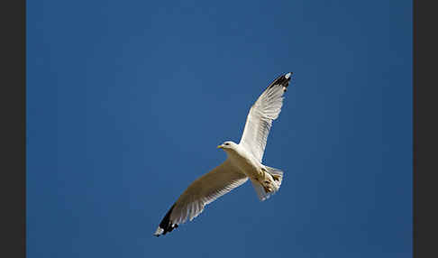 Sturmmöwe (Larus canus)