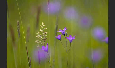 Wiesen-Glockenblume (Campanula patula)