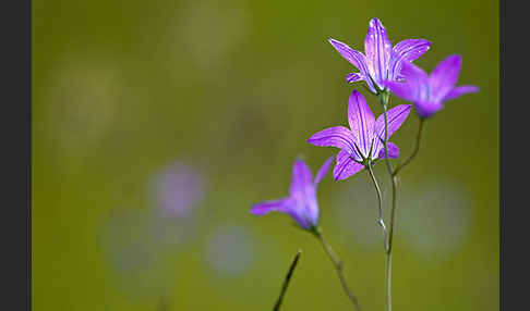 Wiesen-Glockenblume (Campanula patula)