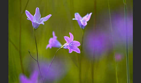 Wiesen-Glockenblume (Campanula patula)