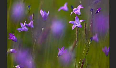 Wiesen-Glockenblume (Campanula patula)